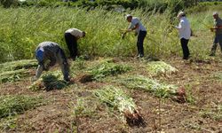 Altın susamda hasat başladı