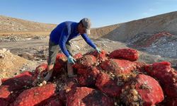 Boş araziye dökülen tonlarca soğanı vatandaşlar evlerine götürdü