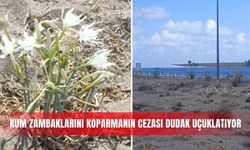 Kum zambaklarını koparmanın cezası dudak uçuklatıyor