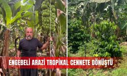 Engebeli arazi tropikal cennete dönüştü