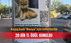 Kayıp kedi ‘Bonya’ için seferberlik: 20 bin TL ödül konuldu
