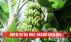 Antalya’da muz hasadı başladı