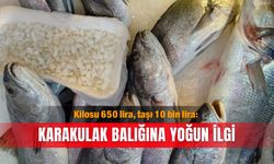 Kilosu 650 lira, taşı 10 bin lira: Karakulak balığına yoğun ilgi