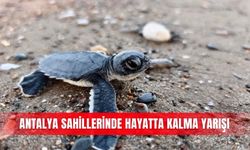 Antalya sahillerinde hayatta kalma yarışı