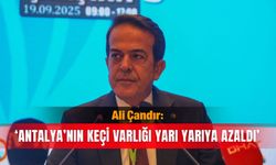 Antalya’nın keçi varlığı yarı yarıya azaldı