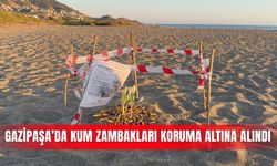 Gazipaşa’da kum zambakları koruma altına alındı