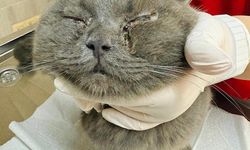 Sokağa terk edilen kedi ameliyat oldu