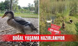 Doğal yaşama hazırlanıyor