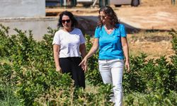Antalya’da aronya ve böğürtlen hasadı bereketi