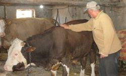 Emekli olan elektrik mühendisi huzuru köyde buldu