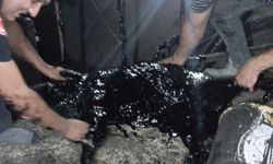 Zift kazanına düşen köpek kurtarılamadı