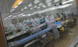 Japonya'da kuş gribi alarmı: Yaklaşık 460 bin tavuk itlaf edilecek