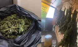Güvercin kümesinde zehir sakladı!