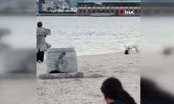 ’Kapkaççı’ köpek kamerada