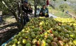Antalya’da coğrafi işaretli çekirdeksiz narın hasadı başladı
