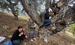 Toroslar'da firari arıların izinde