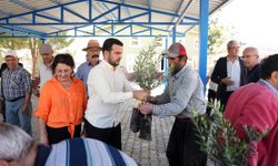Yangın yaraları zeytin fidanlarıyla sarılıyor