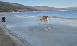 Salda Gölü'nün maskot geyiği, vatandaşlarla keyifli anlar yaşadı