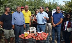 Serik'te nar hasadı başladı