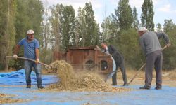 Ata tohumu fasulyeler geleneksel yöntemlerle üretiliyor
