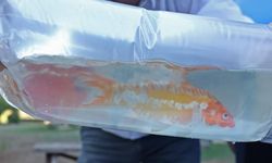 Tayland’tan süs balıkları, Tokat’tan horoz, İstanbul’dan kalkan balığı