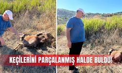 Keçilerini parçalanmış halde buldu!
