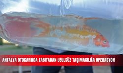Antalya otogarında zabıtadan usulsüz taşımacılığa operasyon