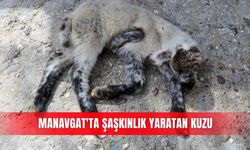 Manavgat'ta şaşkınlık yaratan kuzu