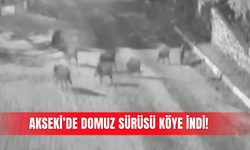 Akseki’de domuz sürüsü köye indi!