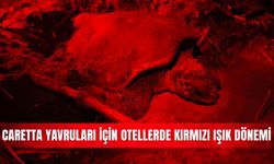 Caretta yavruları için otellerde kırmızı ışık dönemi