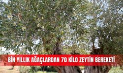 Bin yıllık ağaçlardan 70 kilo zeytin bereketi