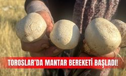 Toroslar’da mantar bereketi başladı!