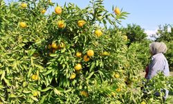 En ucuz meyve: Mandalina bahçede 8 TL’ye kadar düştü
