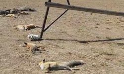 Korkunç manzara: Düşen enerji hattı yaban hayvanlarını öldürdü