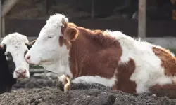 Bolu'da şap alarmı! 18 köy ve 4 mahallede karantina