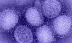 Kuzey Yarımküre'de 'H3N2' alarmı