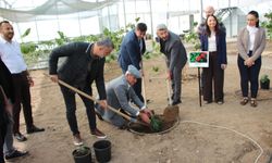 Kumluca'da deneme amaçlı kahve fidanı dikildi