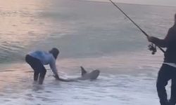 Amatör kıyı balıkçısının oltasına köpek balığı takıldı