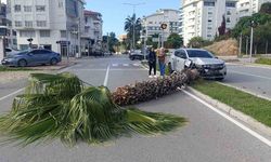 Şoförlük eğitimi yaparken refüjdeki palmiyeyi devirdi