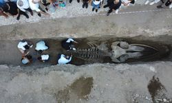Heyecanlandıran keşifte 16 metrelik balinanın kemikleri birleştirilmeye başlandı