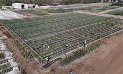 Yanan ormanlar üretilen milyonlarca fidanla yeşerecek