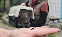 ‘Öldü’ sanılan kedi, bacağında mermiyle geri döndü