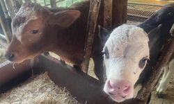 "Türkiye’de yıllık 400-500 bin buzağı ölümü oluyor"