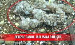 Denizde pamuk tarlasına dönüştü