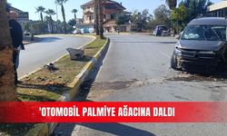 Otomobil palmiye ağacına daldı