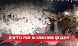 Antalya’da ‘Prens’ adlı kedinin ölümü için şikayet