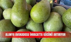 Alanya avokadosu ihracatta gücünü artırıyor