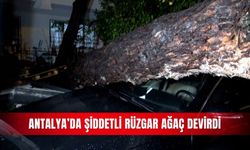 Antalya’da şiddetli rüzgar ağaç devirdi