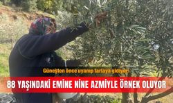 Güneşten önce uyanıp tarlaya gidiyor: 88 yaşındaki Emine nine azmiyle örnek oluyor