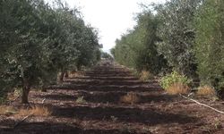 İdil’de zeytini don vurdu